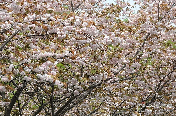 サトザクラ（花）の写真