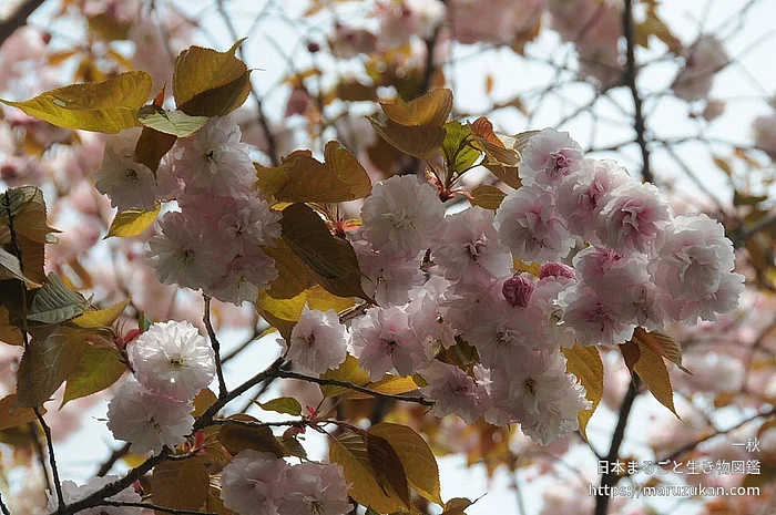 サトザクラ（花）の写真