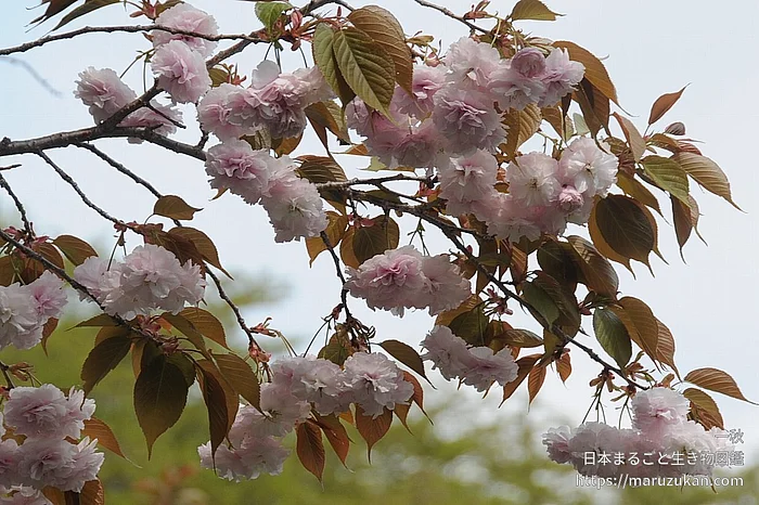サトザクラ（花）の写真