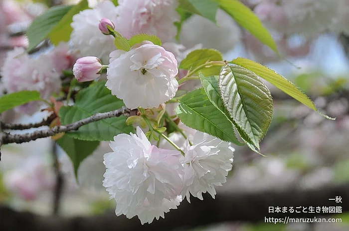 サトザクラ（花）の写真