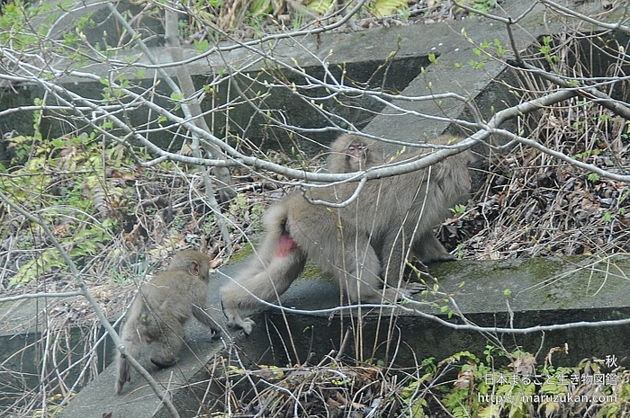 ニホンザル