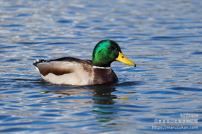 マガモ