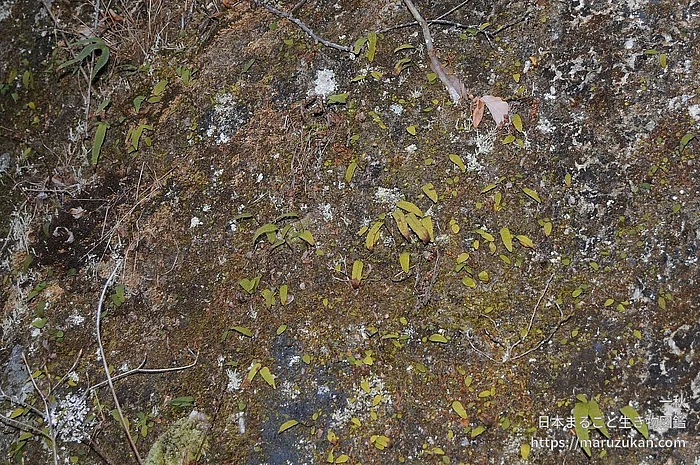 ミツデウラボシ（成体）の写真