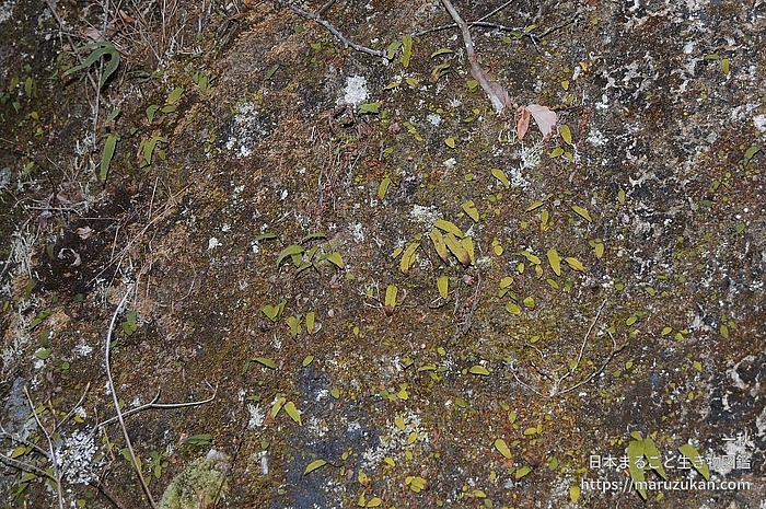 ミツデウラボシ