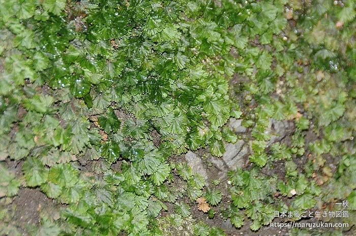 ウチワゴケの写真