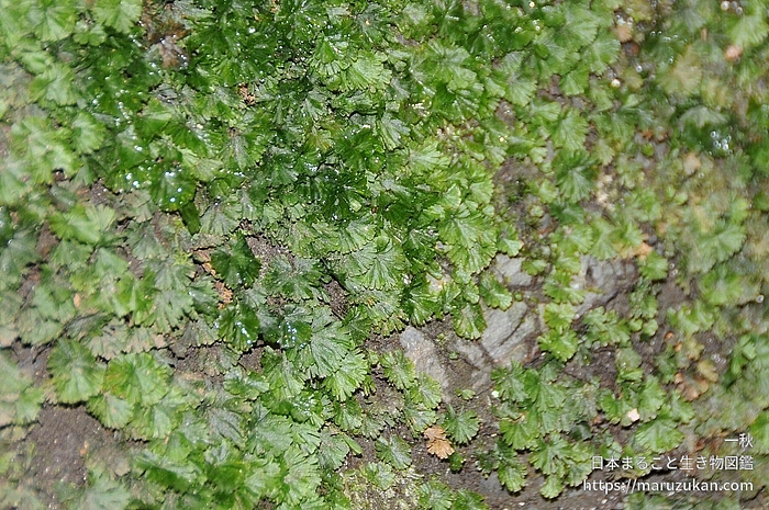 ウチワゴケ