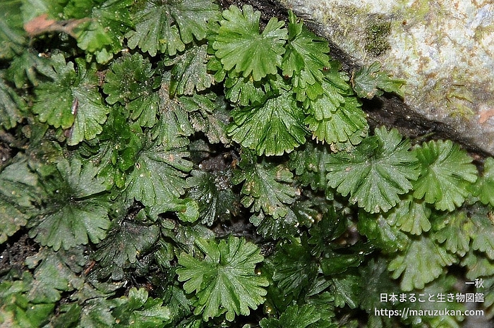 ウチワゴケ