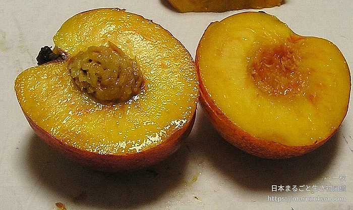 ネクタリンの写真