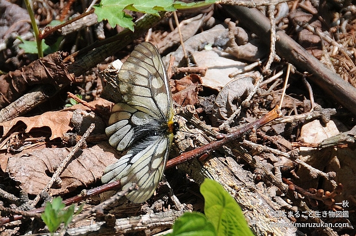 ウスバシロチョウ