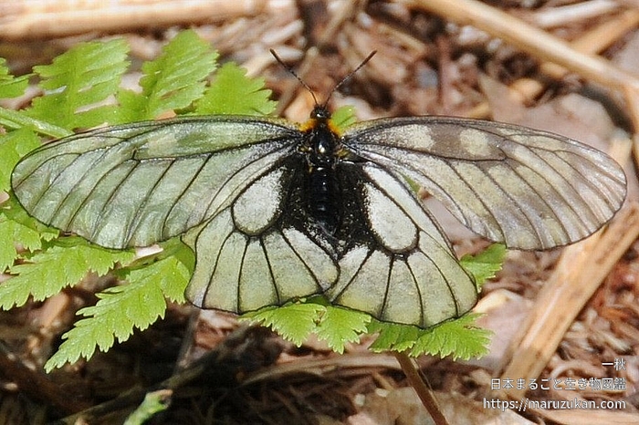 ウスバシロチョウ