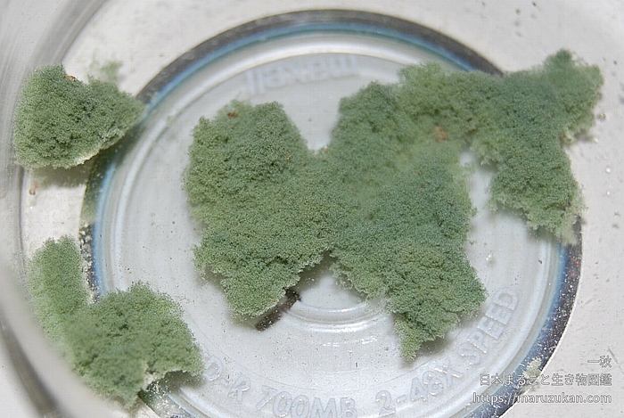 スギナ