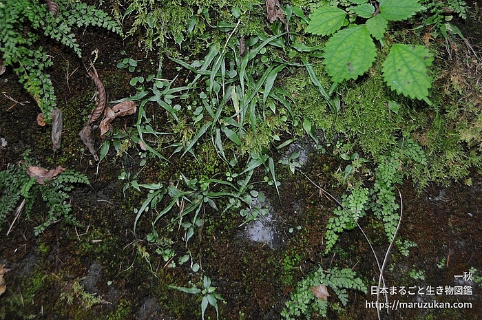クモノスシダ