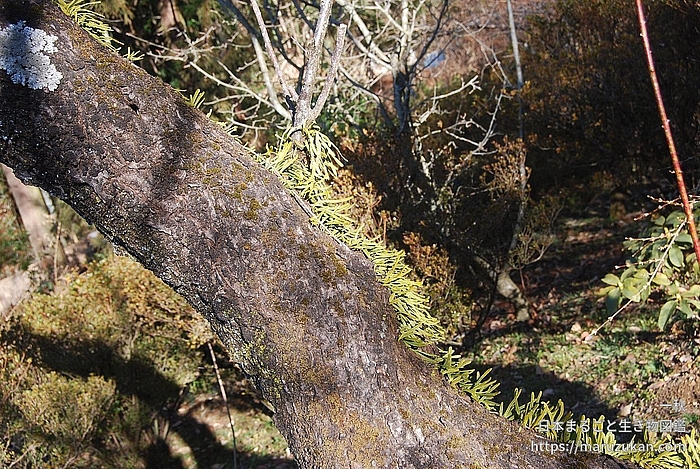 ヒメノキシノブ