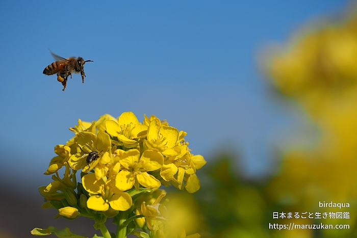 セイヨウミツバチ