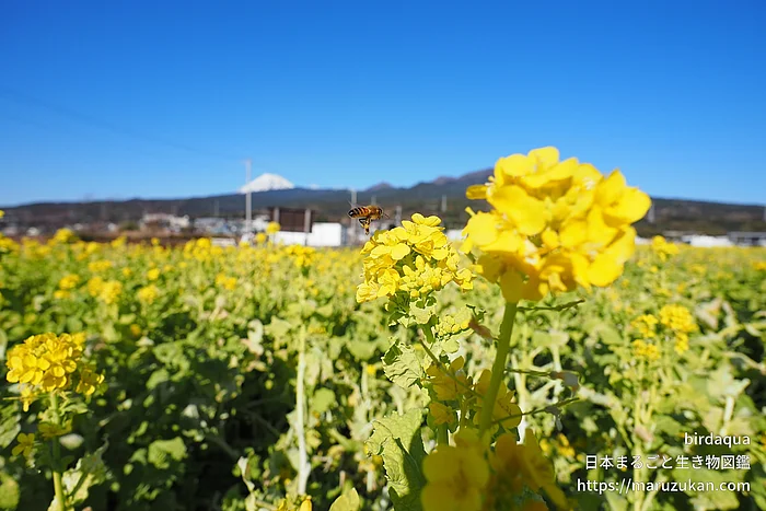 セイヨウミツバチ（成虫）の写真