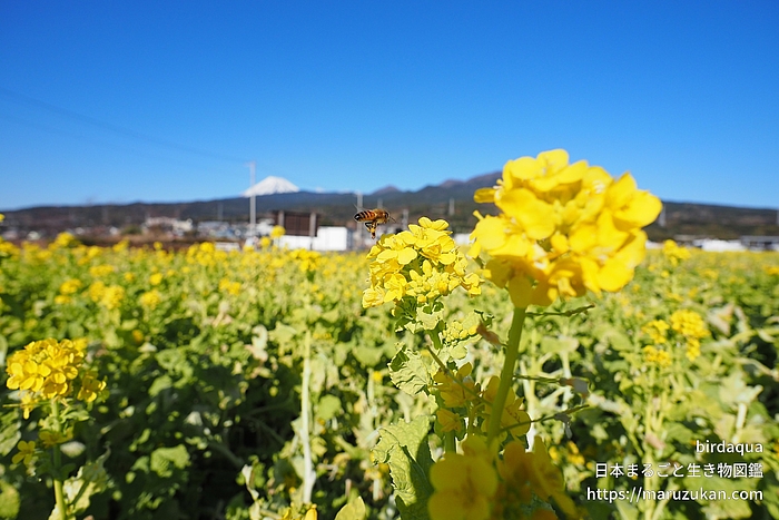 セイヨウミツバチ