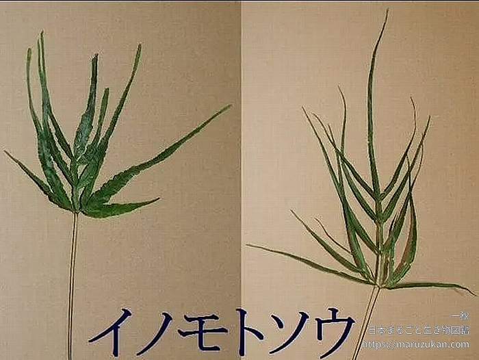 イノモトソウ