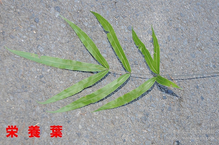 オオバノイノモトソウ