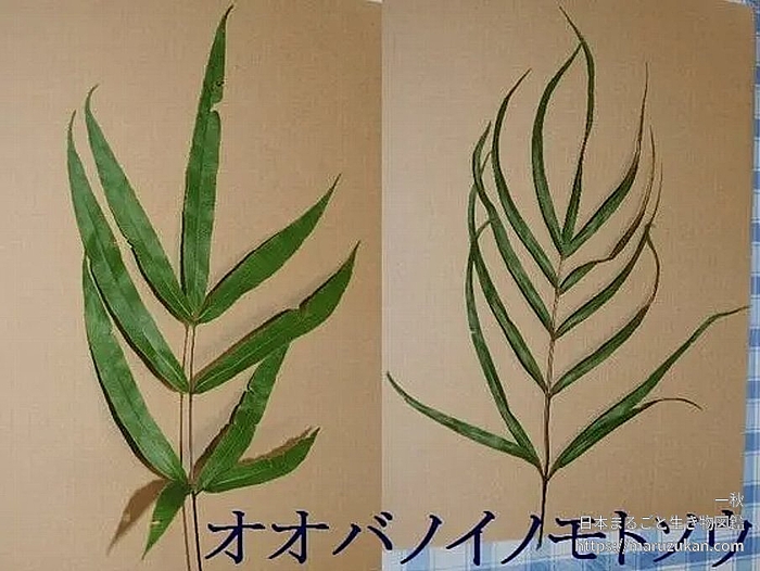 オオバノイノモトソウ