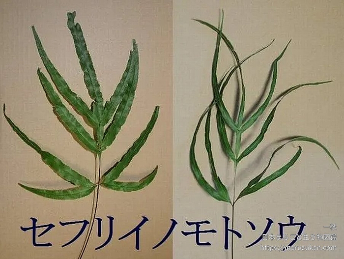 アイイノモトソウ
