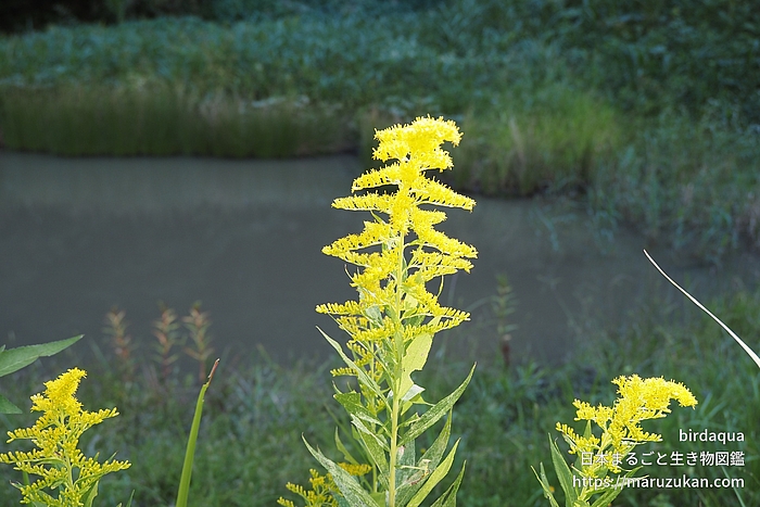 セイタカアワダチソウ