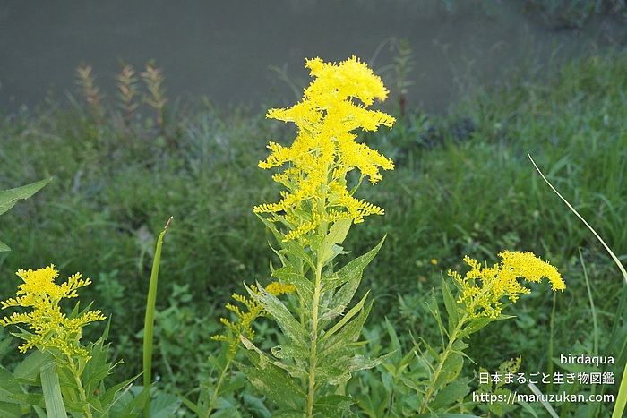 セイタカアワダチソウ