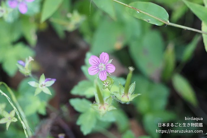 ゲンノショウコ（花）の写真
