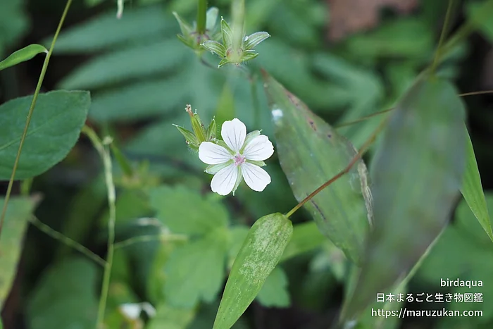 ゲンノショウコ（花）の写真