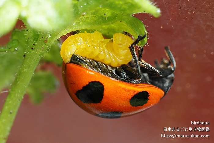 テントウハラボソコマユバチ