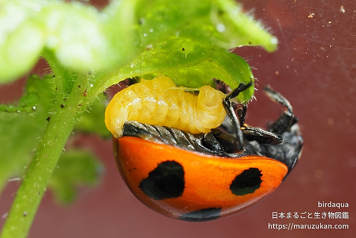 テントウハラボソコマユバチ
