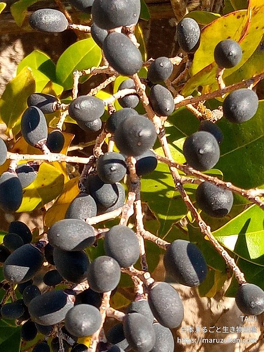 ネズミモチ