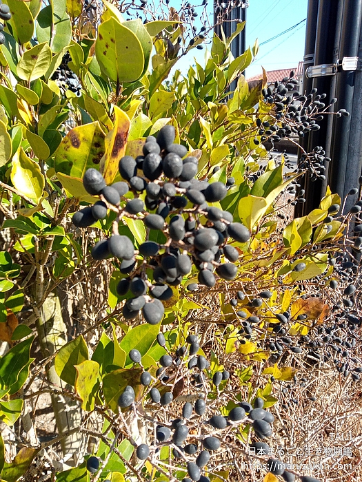 ネズミモチ