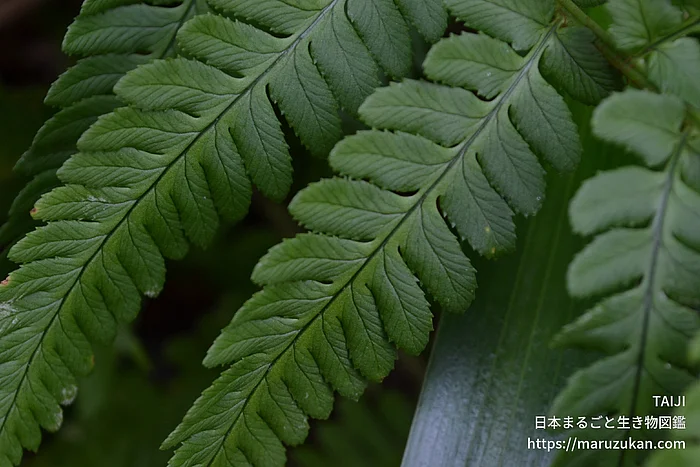 オクマワラビ（花・実以外）の写真