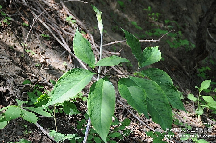 ヒトツバテンナンショウ