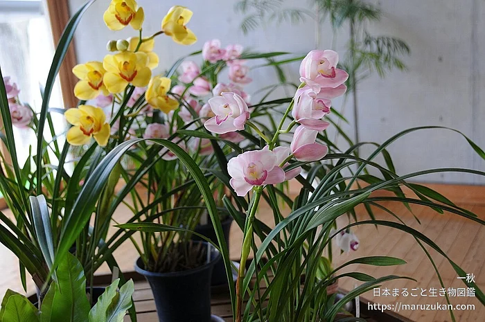 シンビジウム（花）の写真