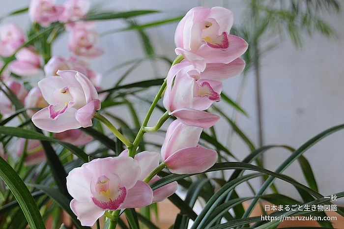 シンビジウム（花）の写真