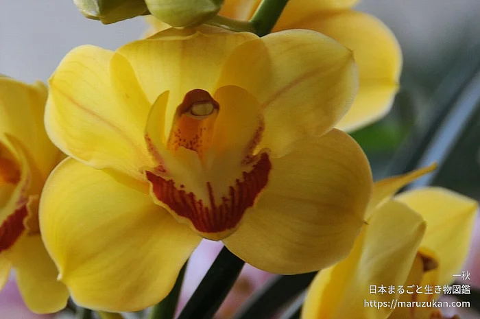 シンビジウム（花）の写真