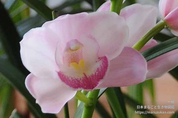 シンビジウム（花）の写真