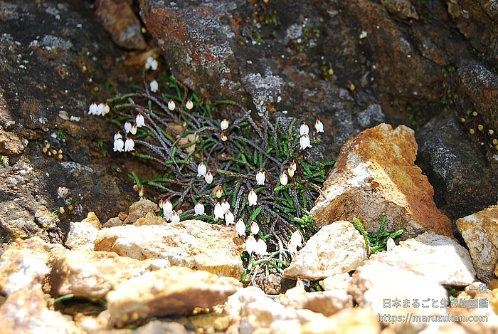イワヒゲ（花）の写真