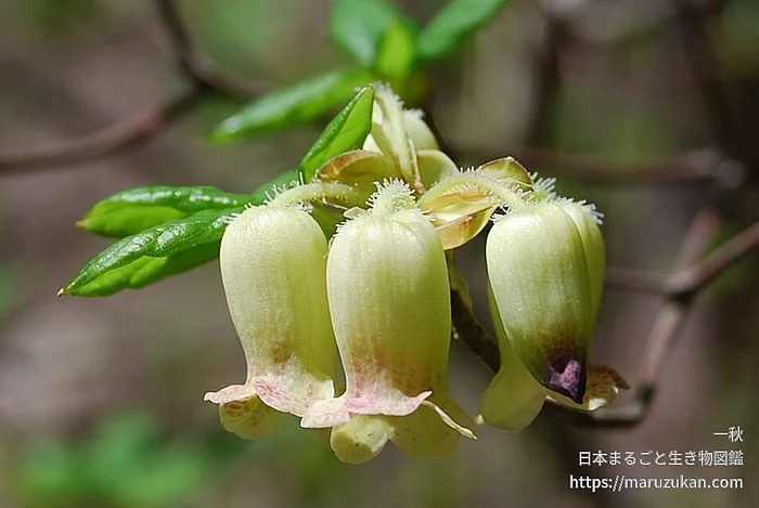 ツリガネツツジ（花）の写真