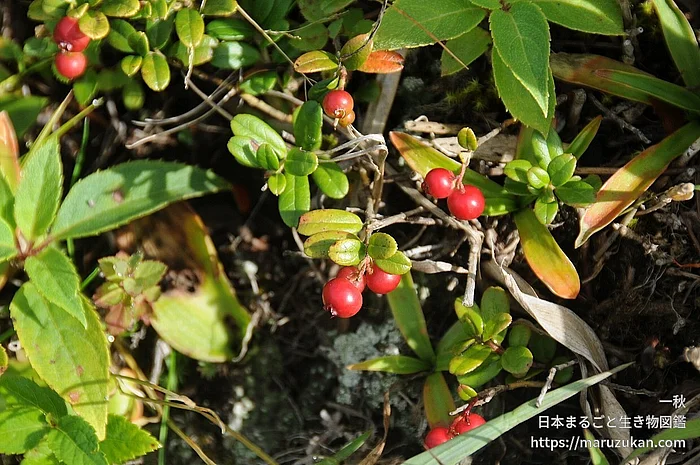 コケモモ（実・種子）の写真