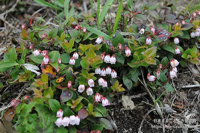 アカモノ（花）の写真