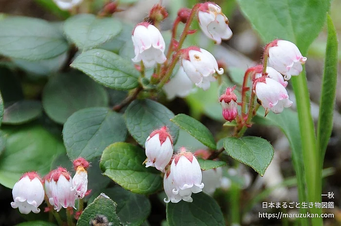 アカモノ（花）の写真