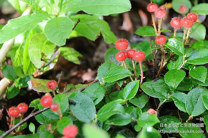 アカモノ（実・種子）の写真