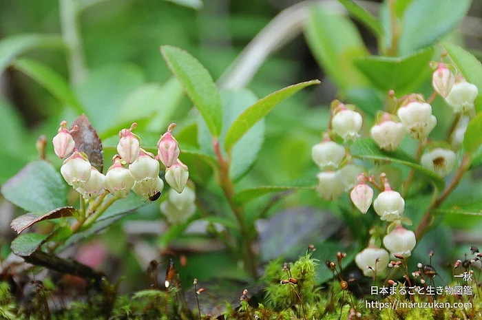 シラタマノキ（花）の写真