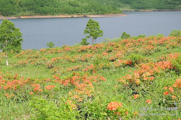 レンゲツツジ（花）の写真