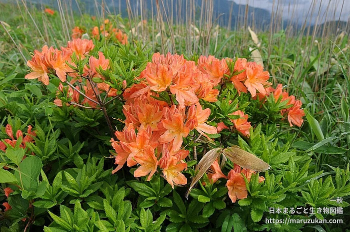 レンゲツツジ（花）の写真
