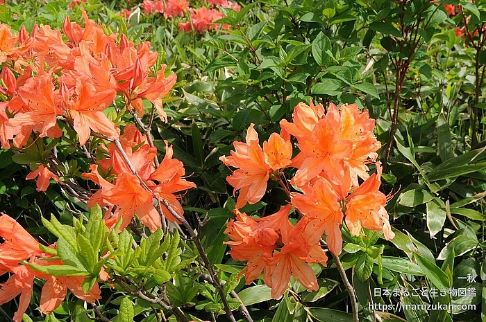 レンゲツツジ（花）の写真
