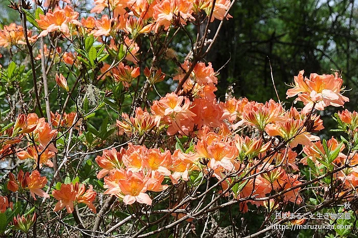 レンゲツツジ（花）の写真