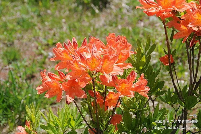 レンゲツツジ（花）の写真